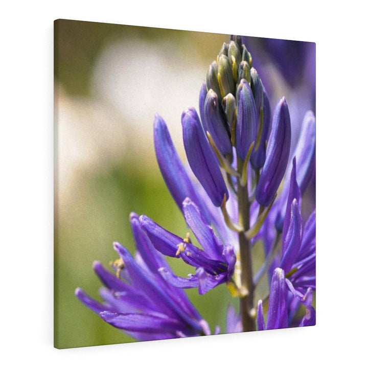 Camas in Bloom - Canvas