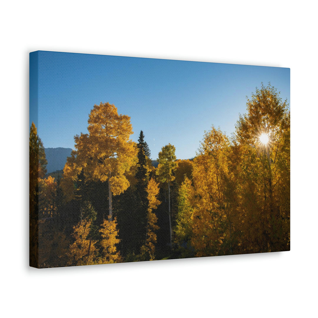 Sun Through the Aspens - Canvas