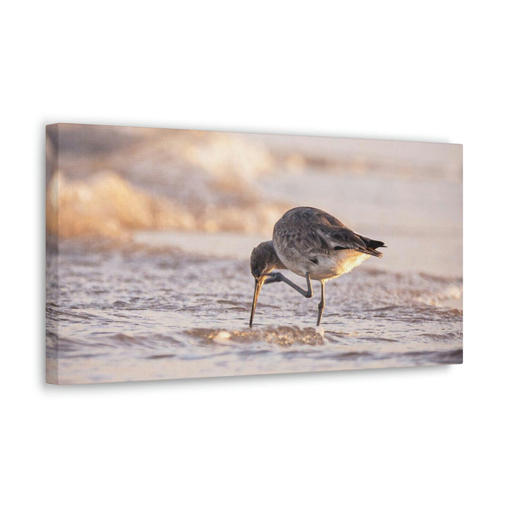 Willet Itch - Canvas