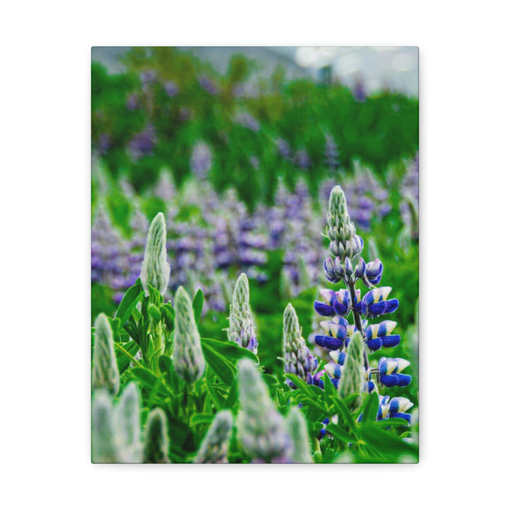 Glowing Lupin with Mountains - Canvas