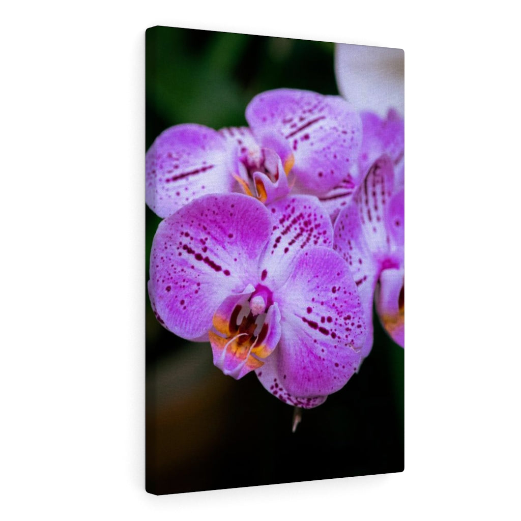 Orchid in Pink - Canvas