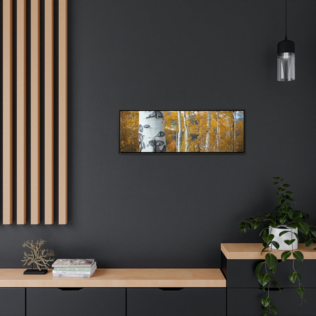 Aspens Changing - Canvas with Frame