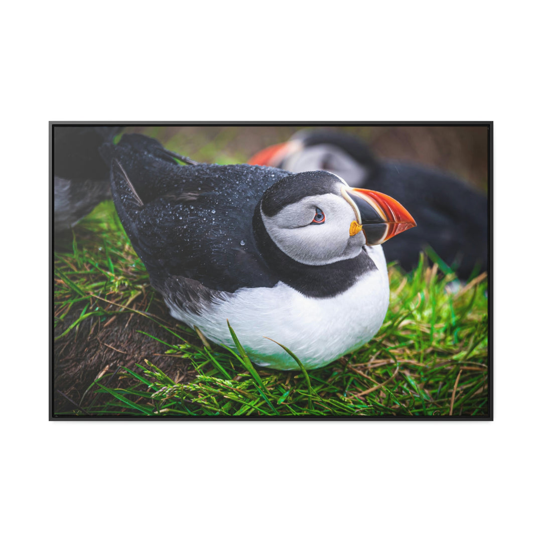 Resting Puffin - Canvas with Frame