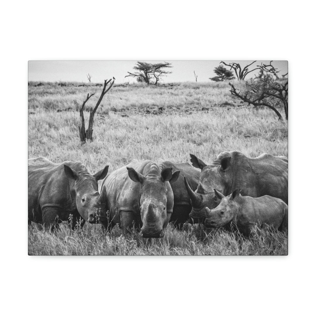 Rhino Family in Black and White - Canvas