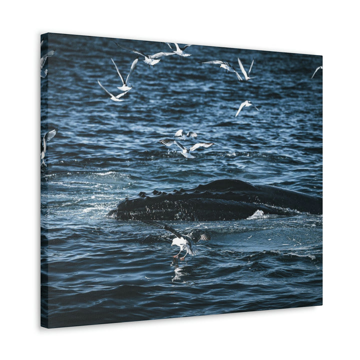 Humpback Hello - Canvas