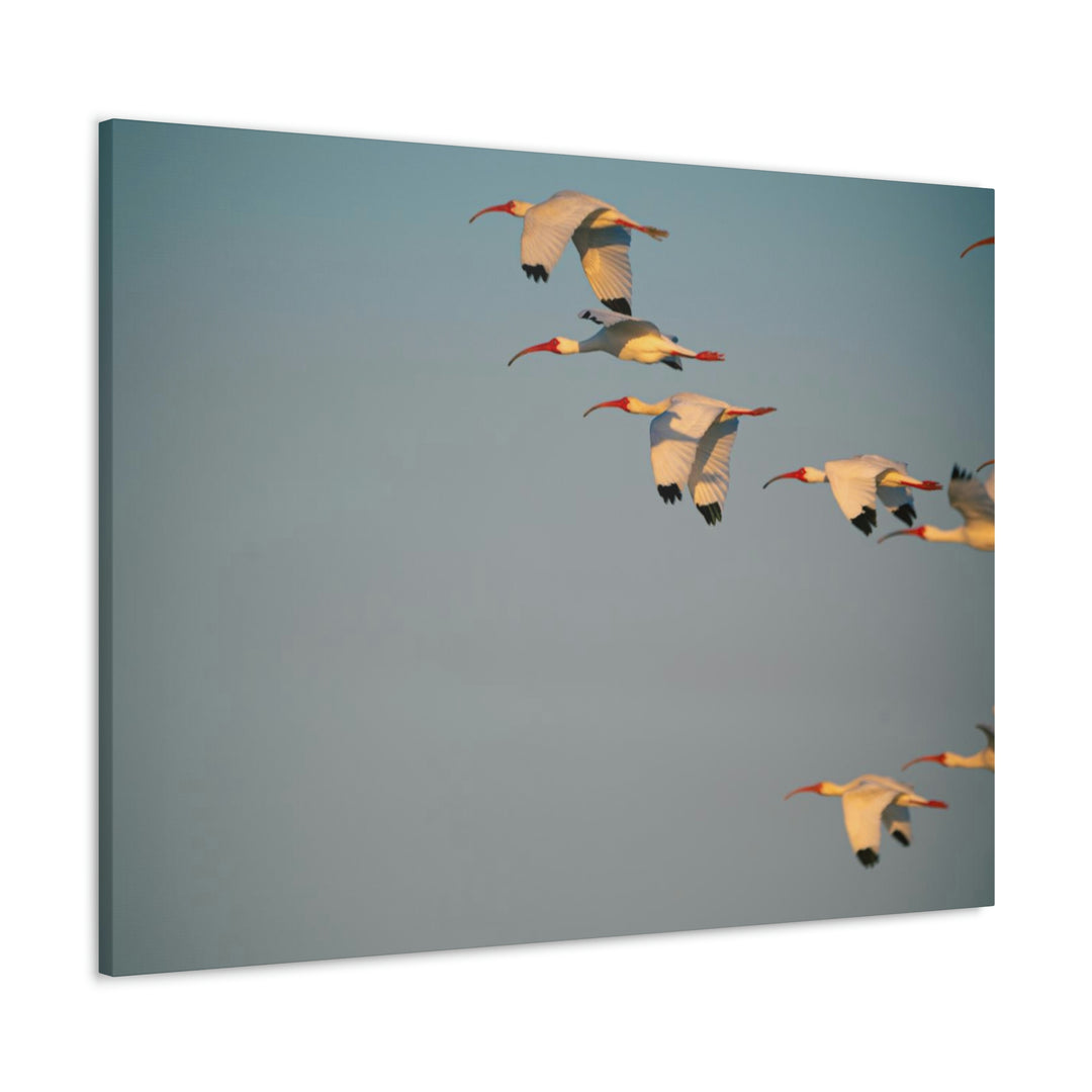 White Ibis in Flight - Canvas