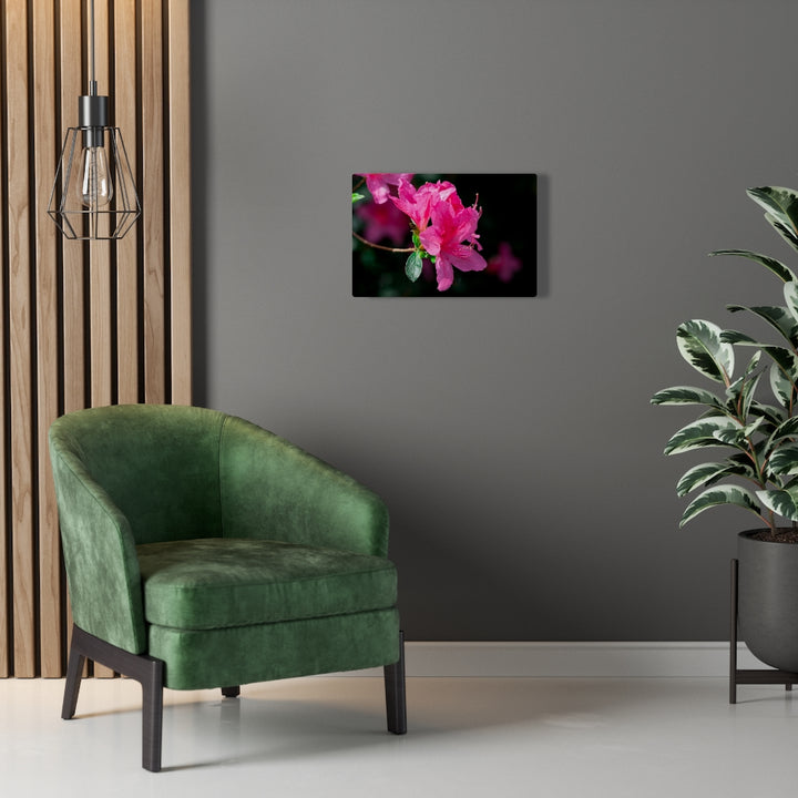 Standout Azalea - Canvas