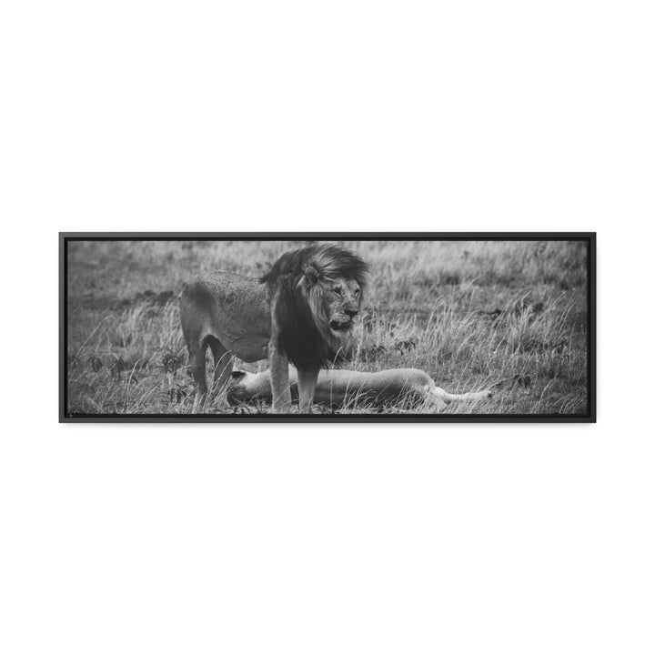 Mating Lions in Black and White - Canvas with Frame