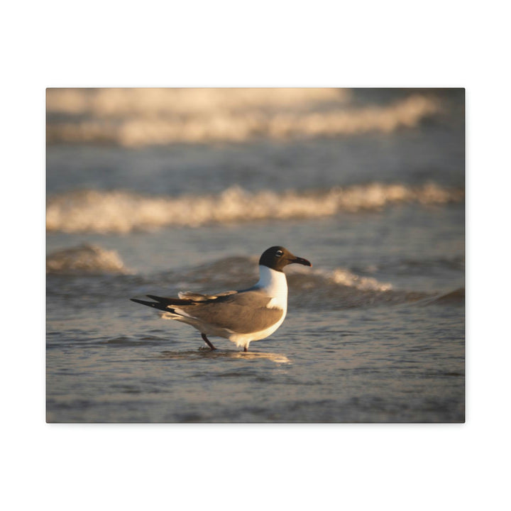 Laughing Gull in the Surf - Canvas