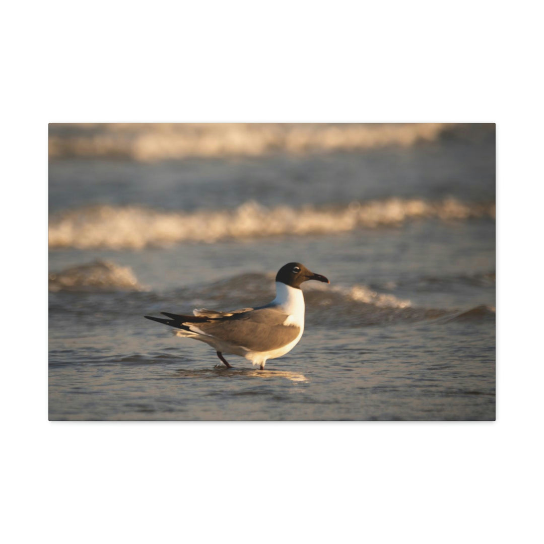 Laughing Gull in the Surf - Canvas