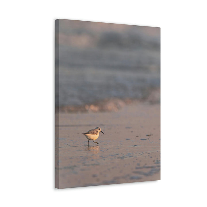 Sanderling in Soft Dusk Light - Canvas