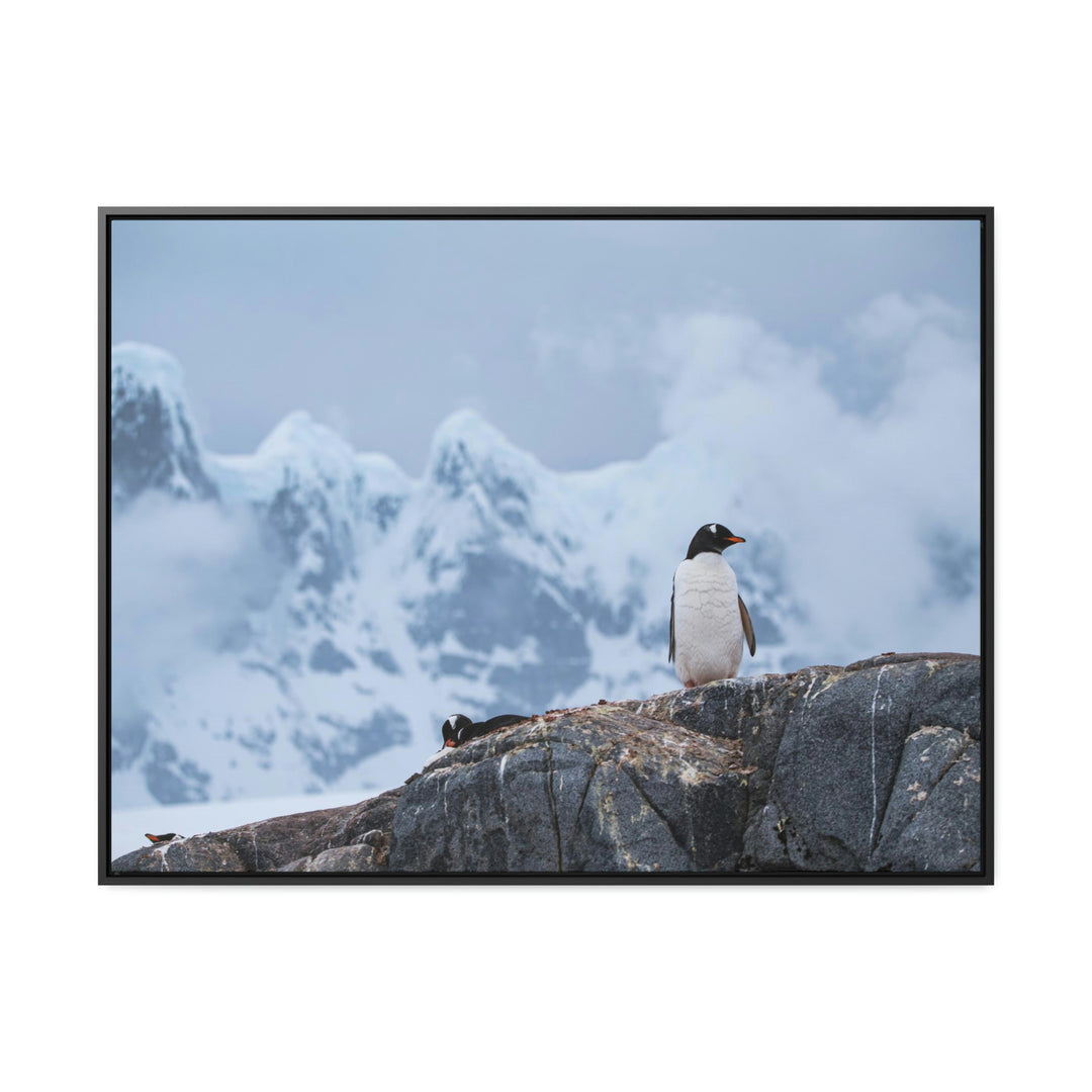 Poised Penguin - Canvas with Frame