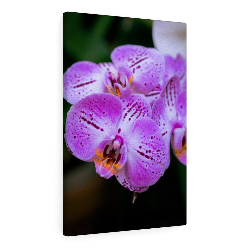 Orchid in Pink - Canvas