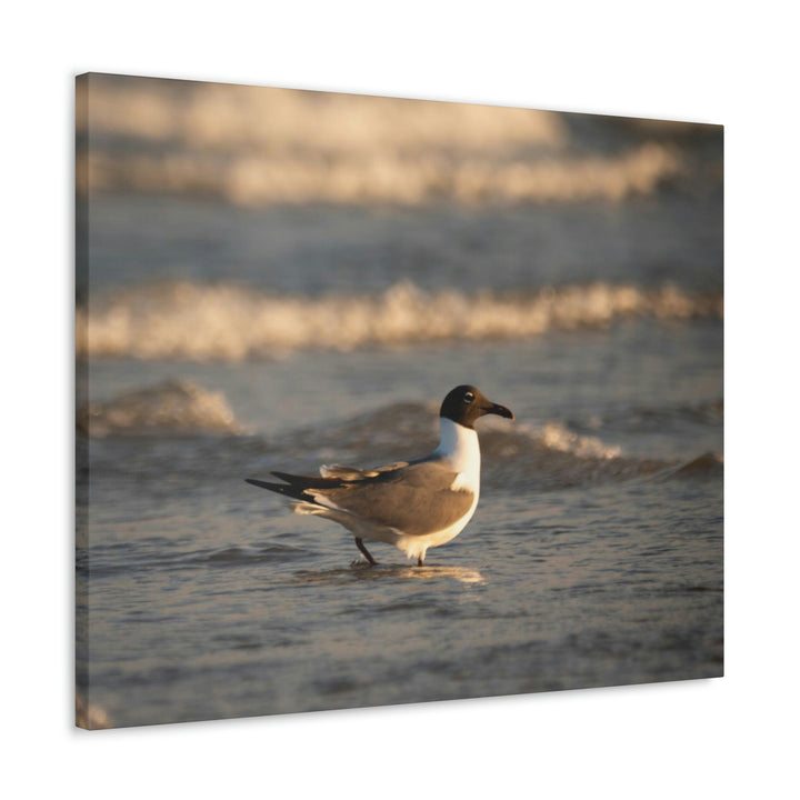 Laughing Gull in the Surf - Canvas