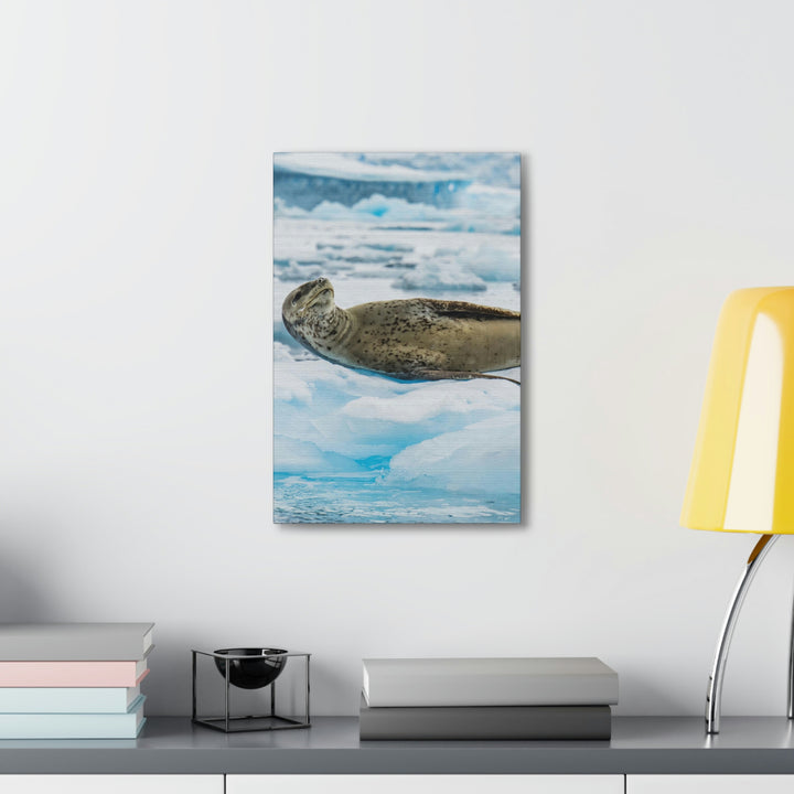 Leopard Seal Relaxing - Canvas