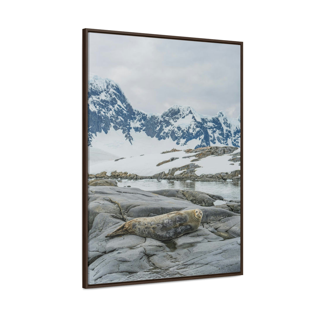 Weddell Relaxing - Canvas with Frame