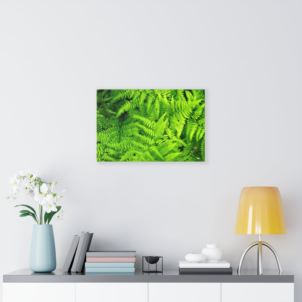 Ferns, Ferns, Ferns - Canvas