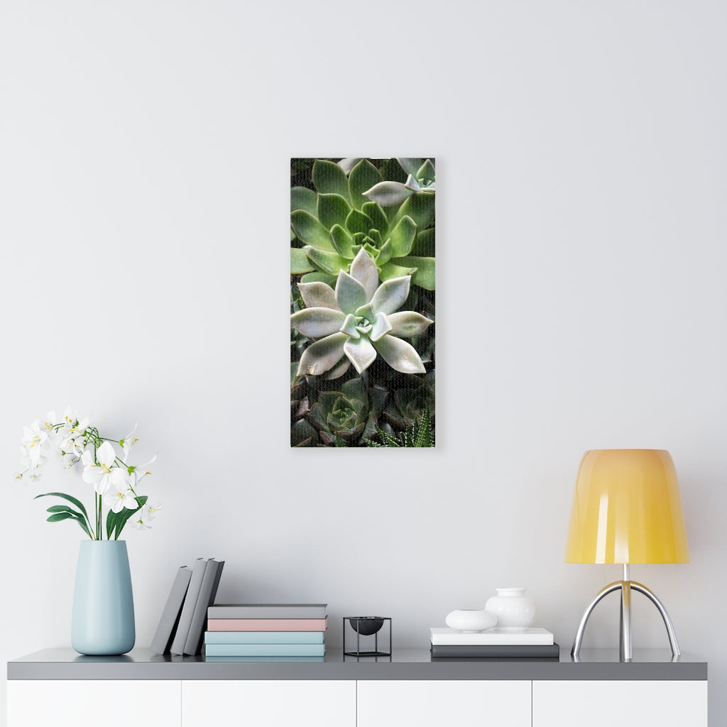 Succulent - Array - Canvas