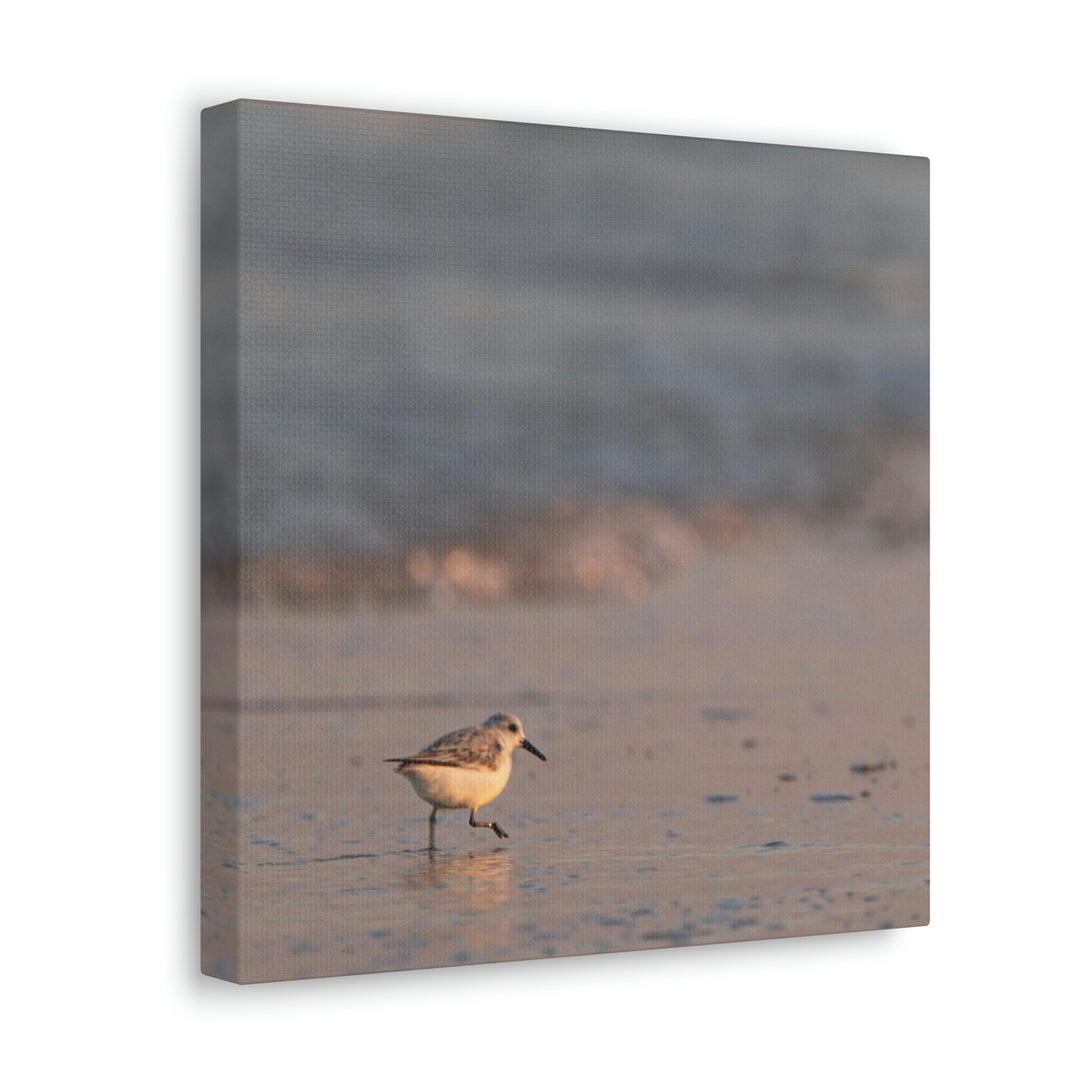 Sanderling in Soft Dusk Light - Canvas