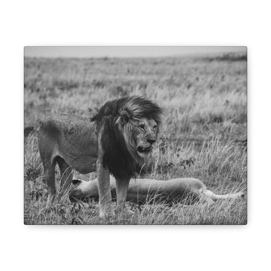 Mating Lions in Black and White - Canvas