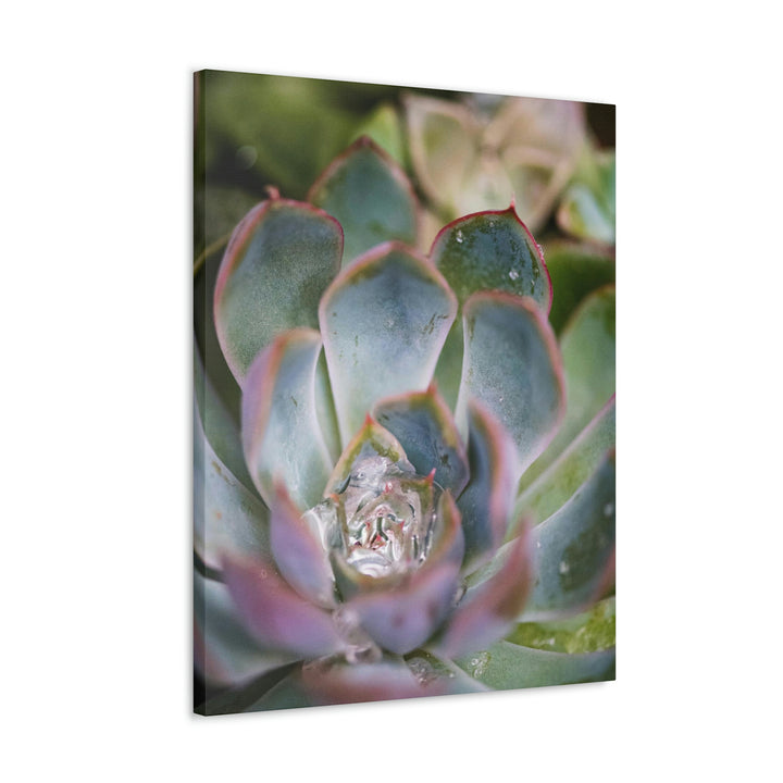 Stunning Succulent - Canvas