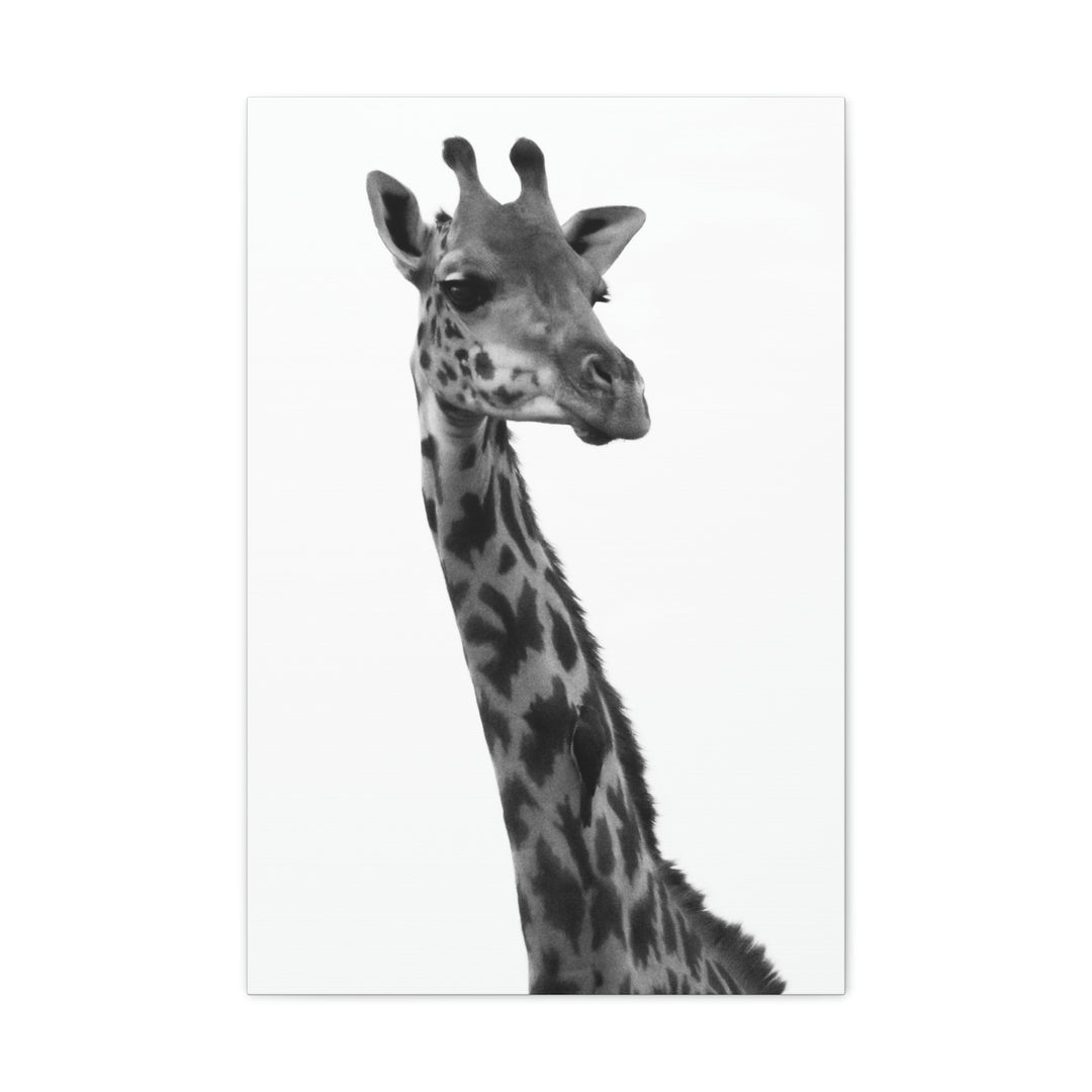 Giraffe Portrait in Black and White  - Canvas