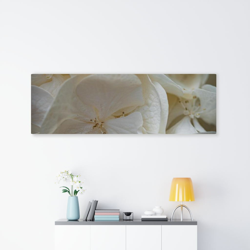 White Hydrangea Detail - Canvas