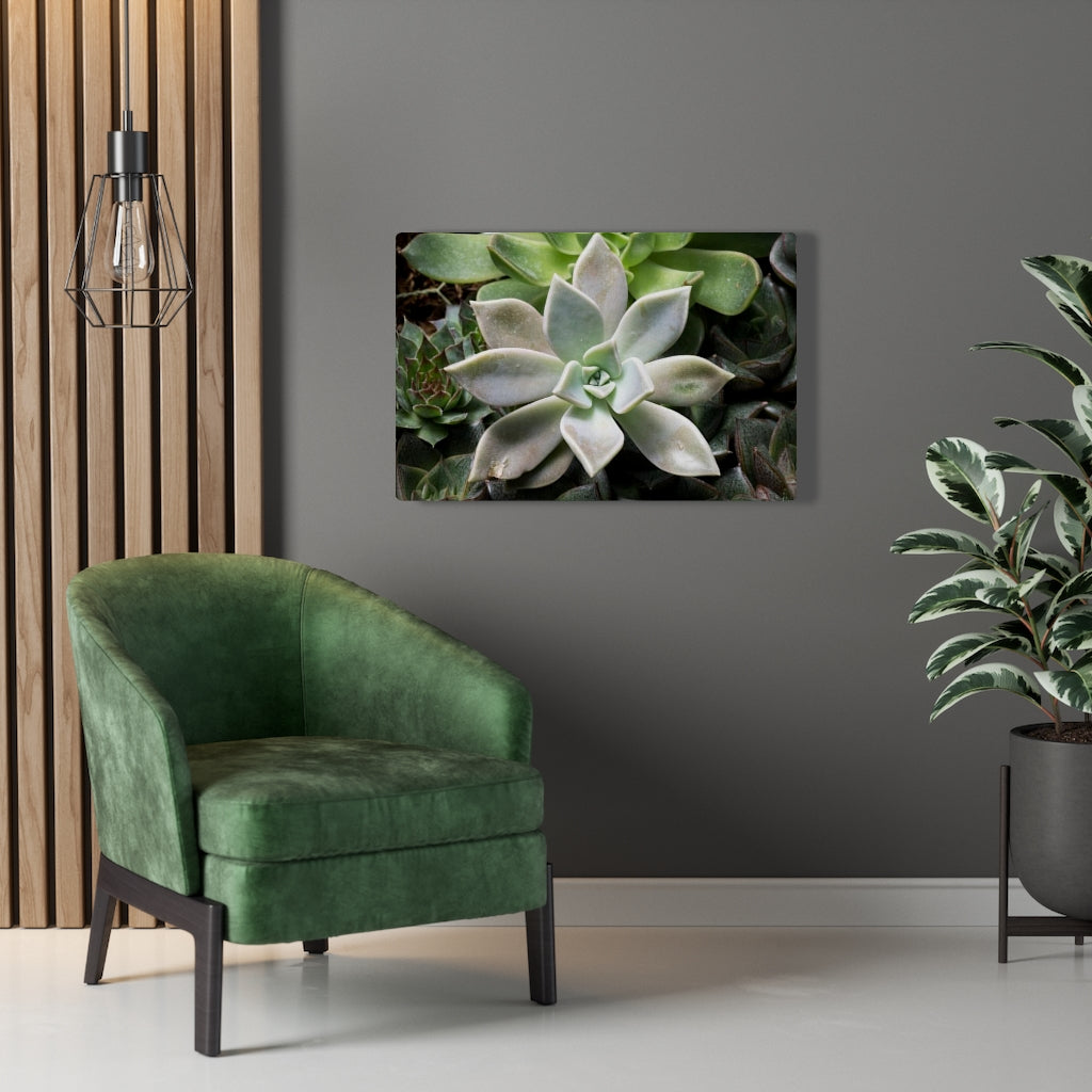 Succulent - Array - Canvas