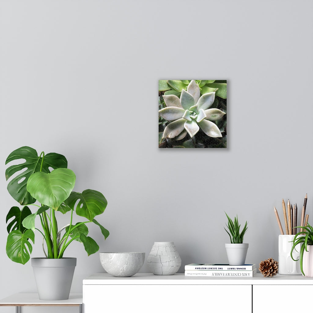 Succulent - Array - Canvas