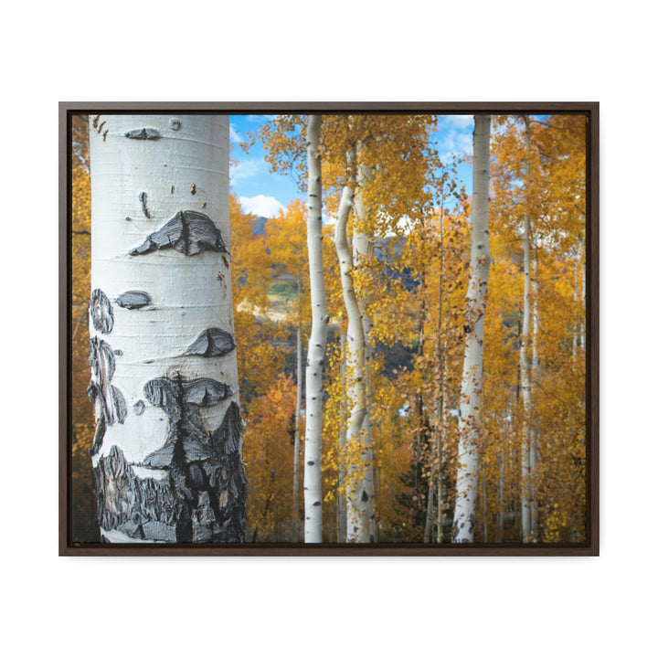 Aspens Changing - Canvas with Frame