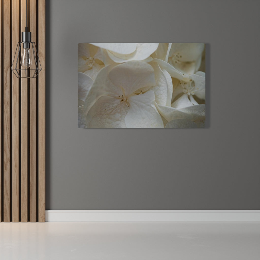 White Hydrangea Detail - Canvas