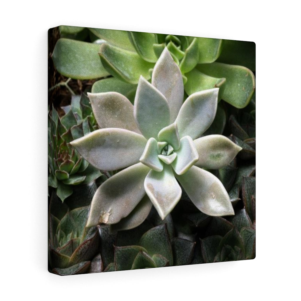 Succulent - Array - Canvas