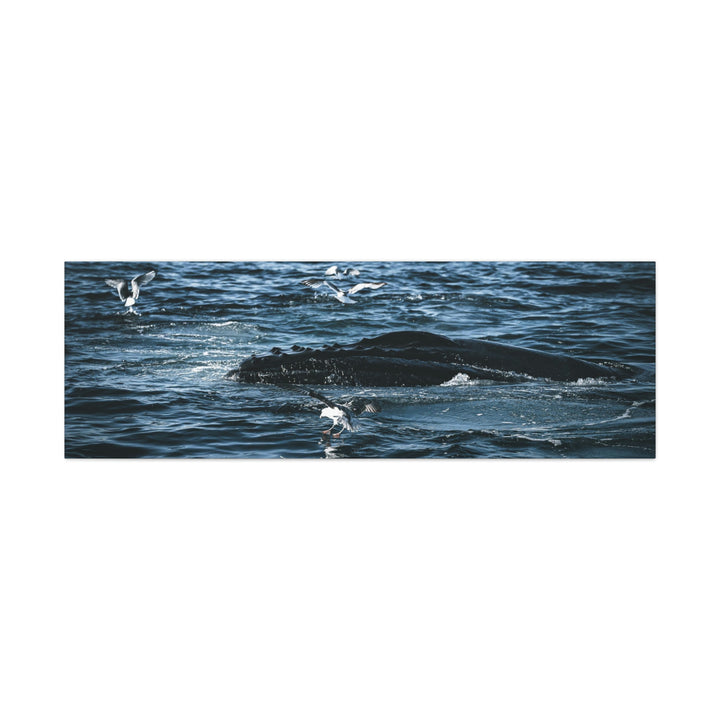 Humpback Hello - Canvas