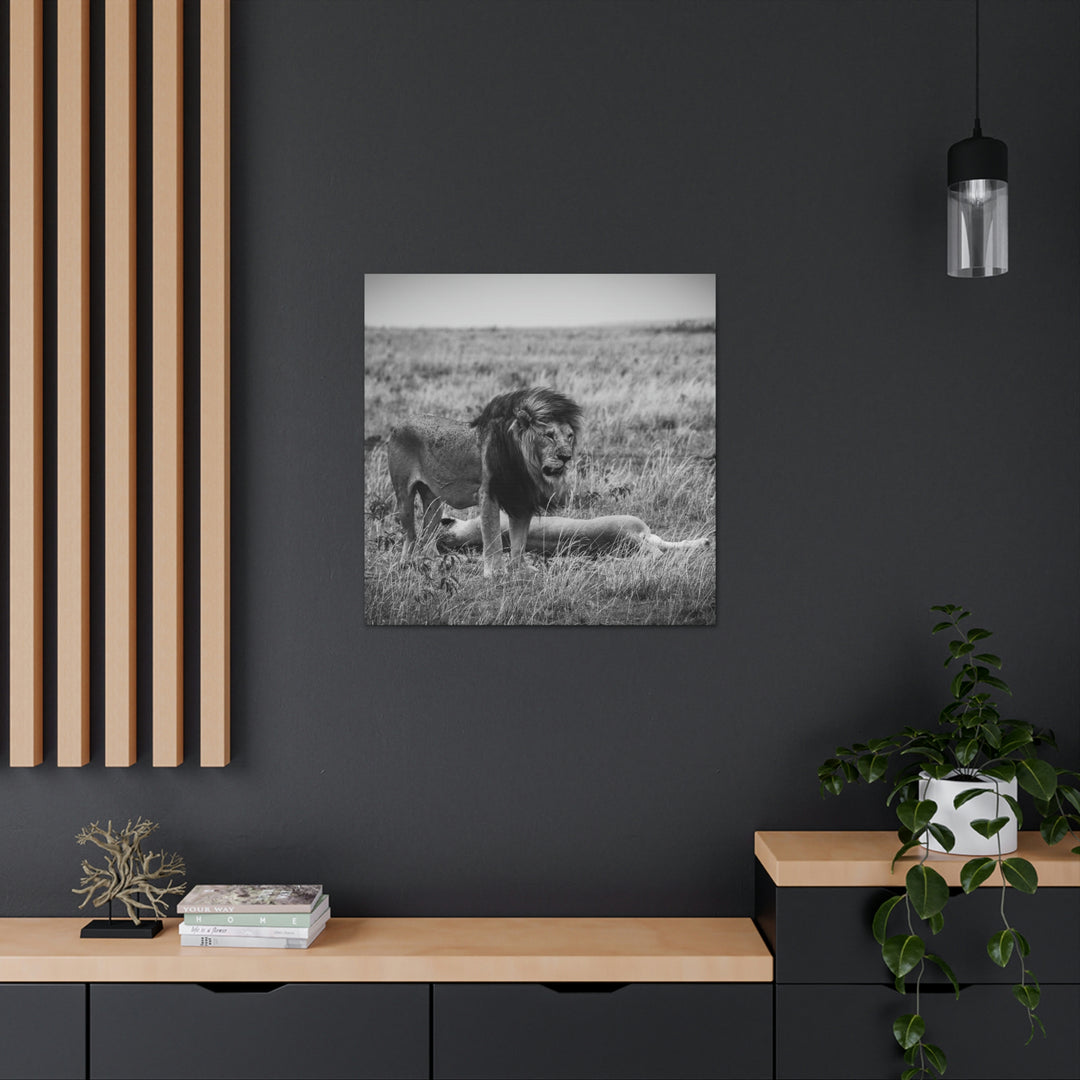 Mating Lions in Black and White - Canvas