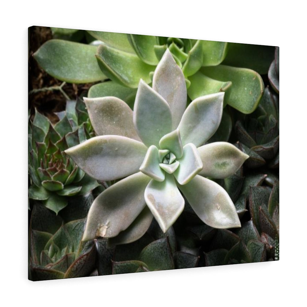 Succulent - Array - Canvas