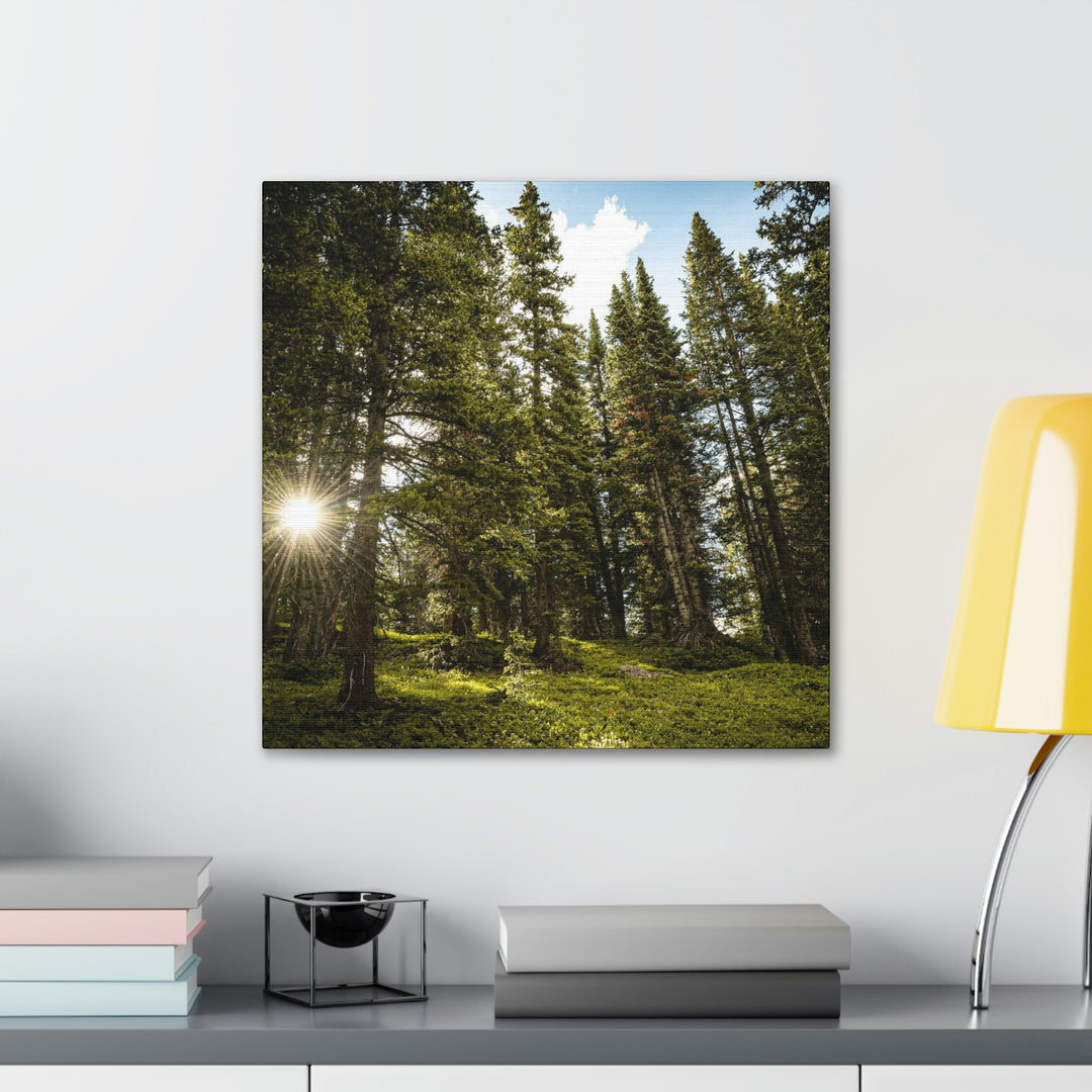 Forest Light - Canvas