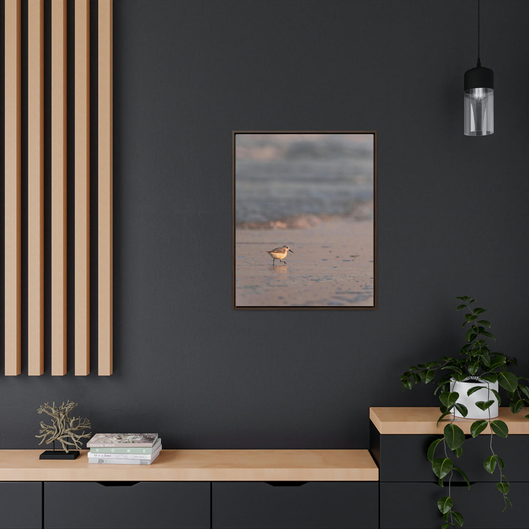 Sanderling in Soft Dusk Light - Canvas with Frame