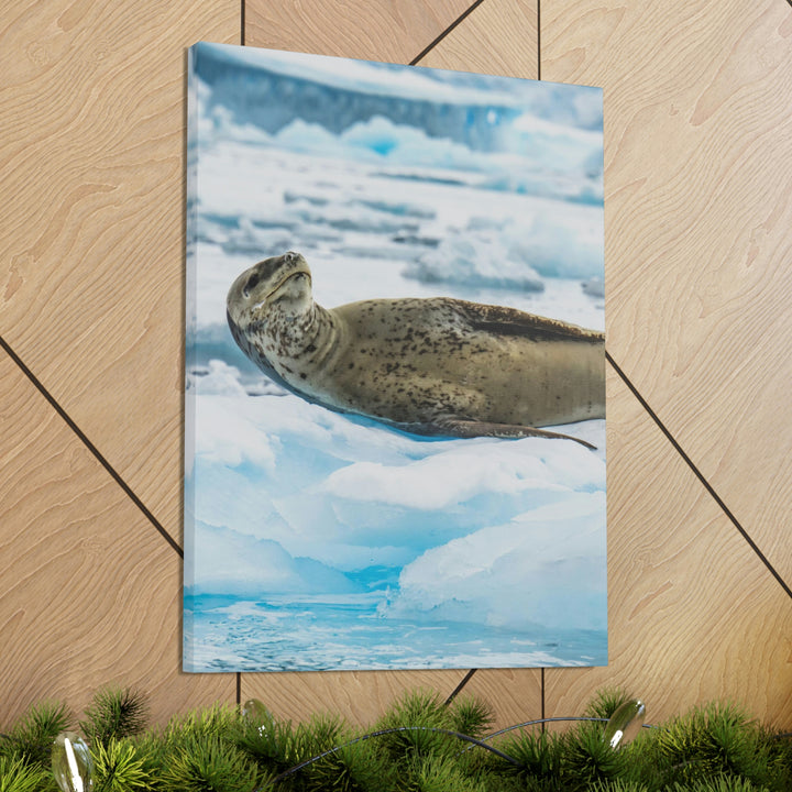 Leopard Seal Relaxing - Canvas