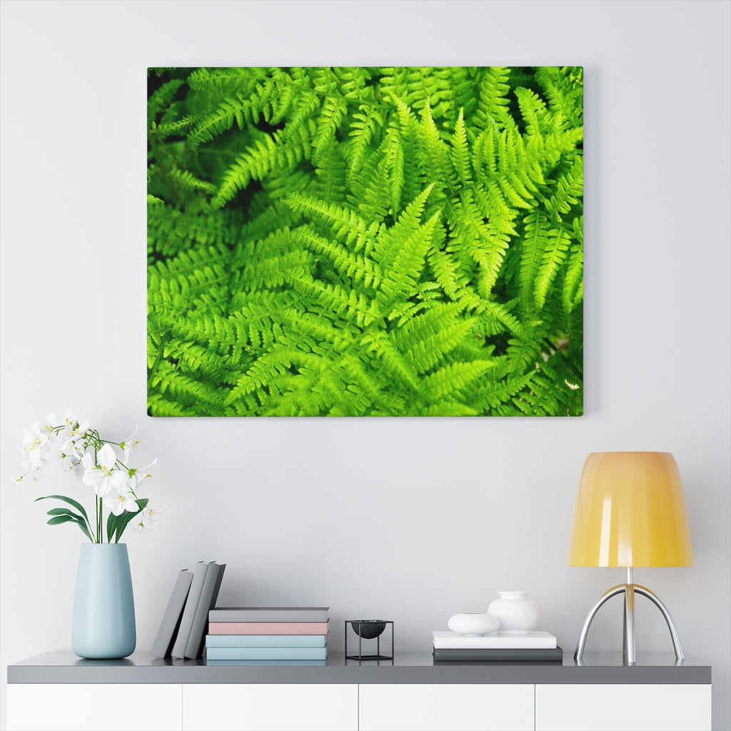 Ferns, Ferns, Ferns - Canvas