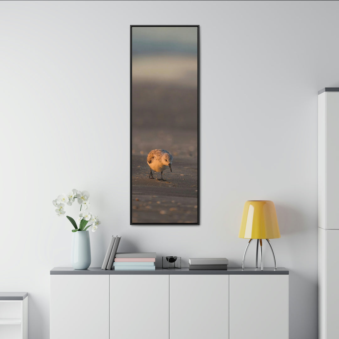 Feeding Sanderling - Canvas with Frame