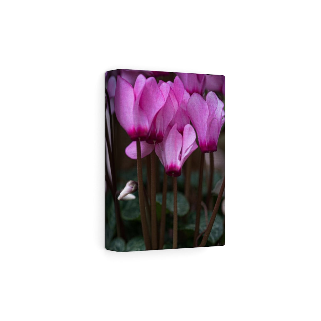 Cyclamen Reach - Canvas