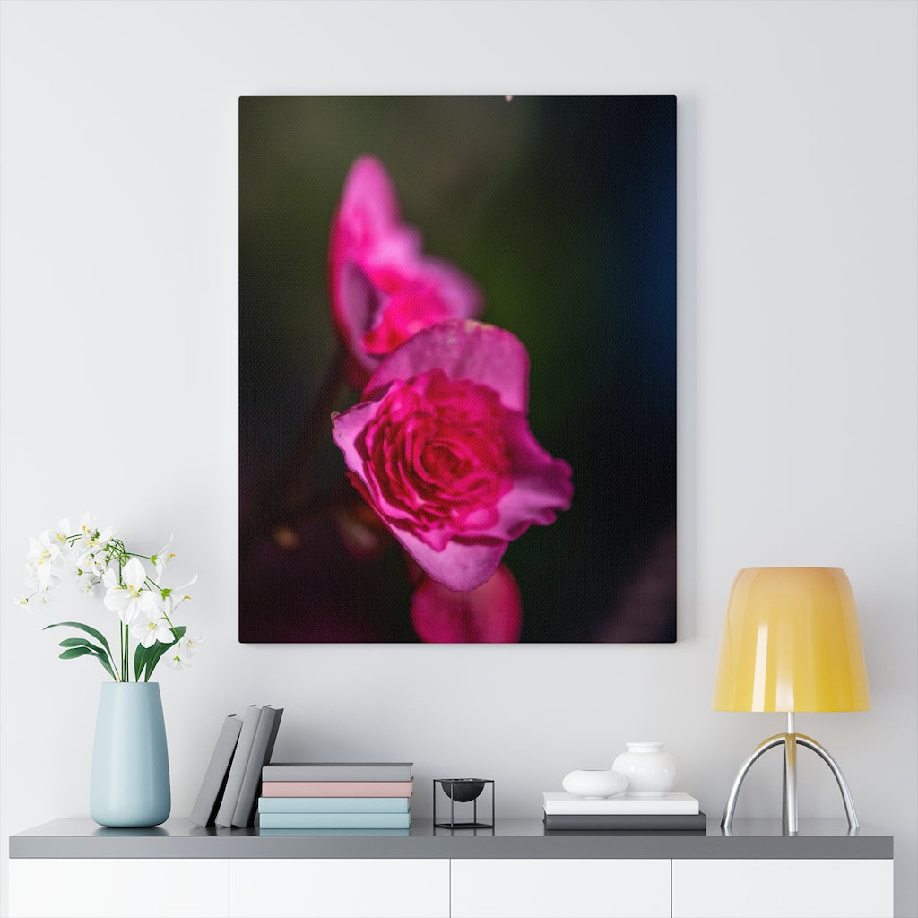 Hybrid Tea Lily - Canvas