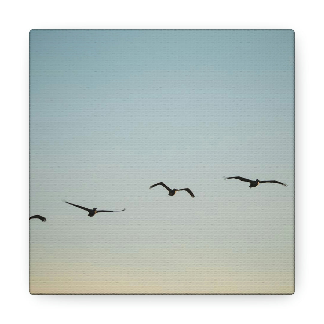 Brown Pelicans in Flight - Canvas