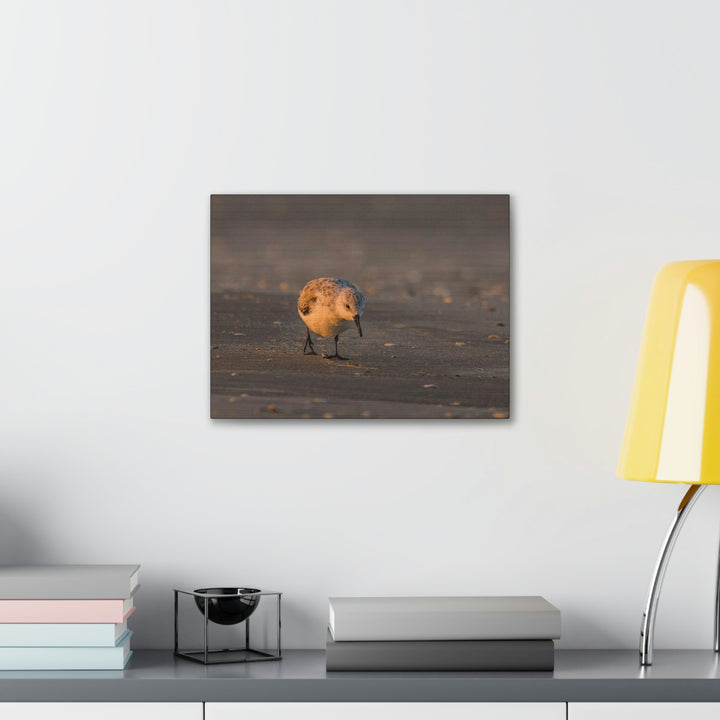 Feeding Sanderling - Canvas