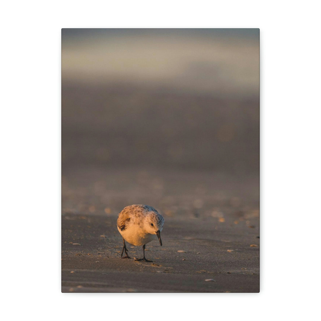 Feeding Sanderling - Canvas