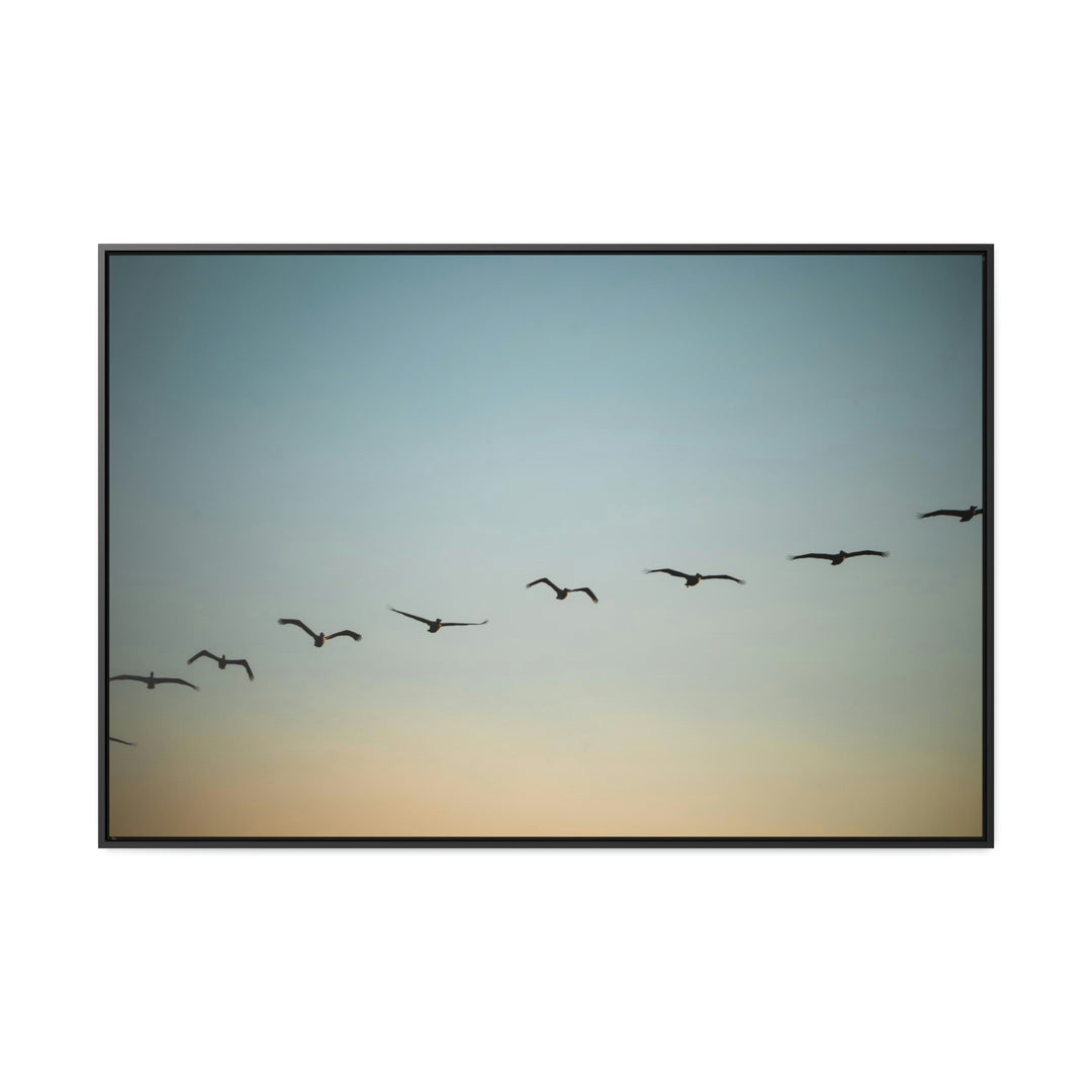 Brown Pelicans in Flight - Canvas with Frame