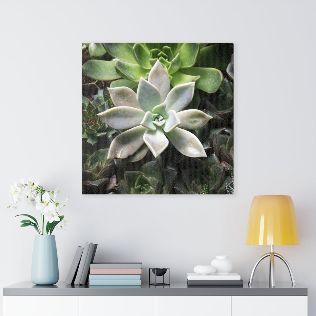 Succulent - Array - Canvas