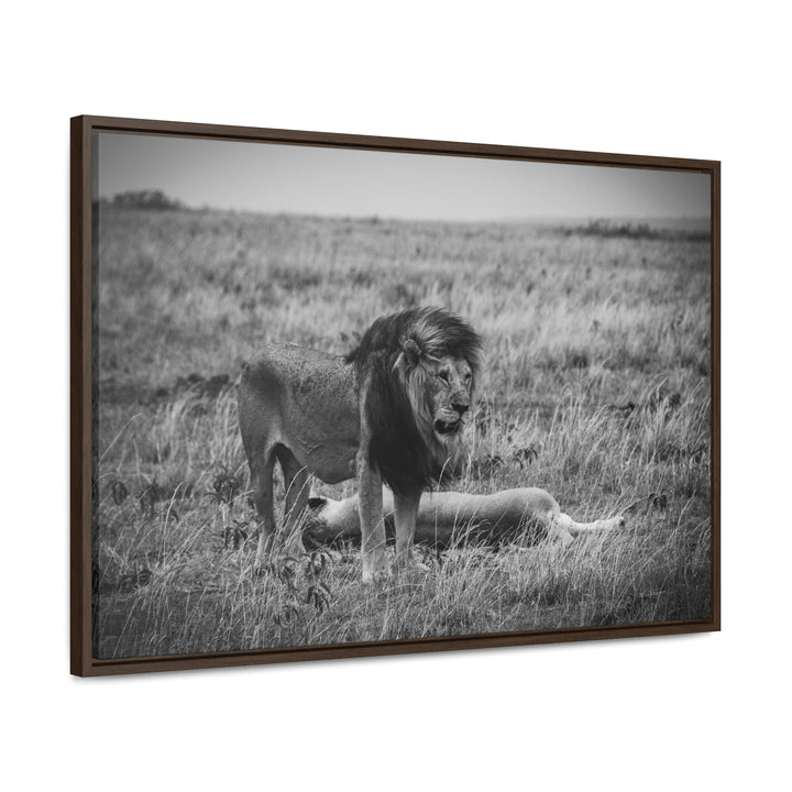 Mating Lions in Black and White - Canvas with Frame