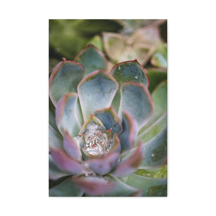 Stunning Succulent - Canvas