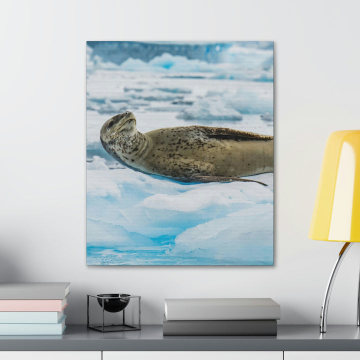 Leopard Seal Relaxing - Canvas